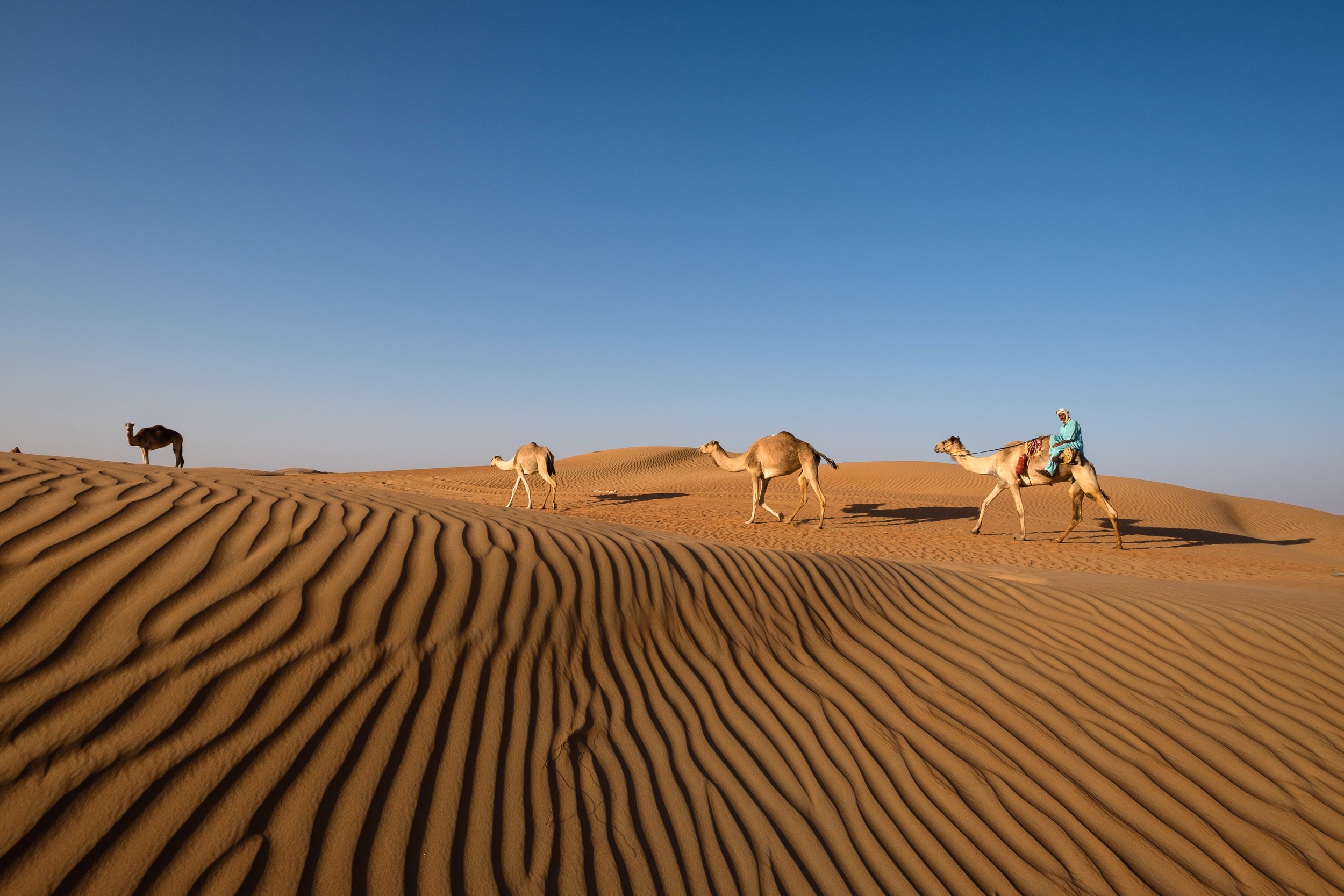 A beduin and Camels in the Al Ain Desert