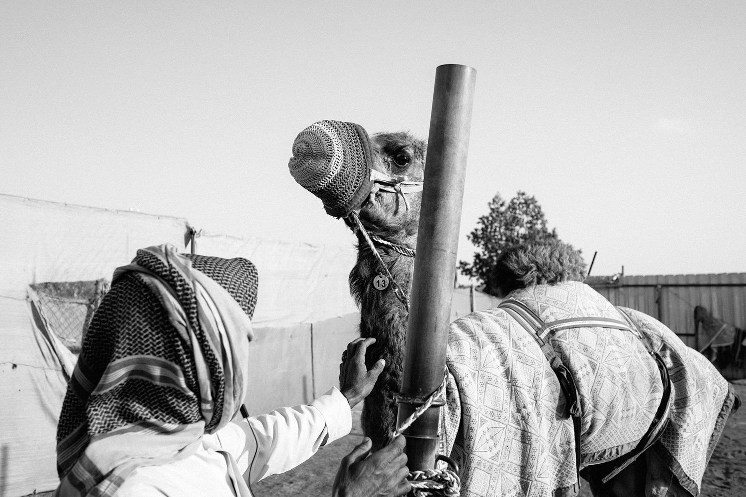The Camel Farmer in Al Ain