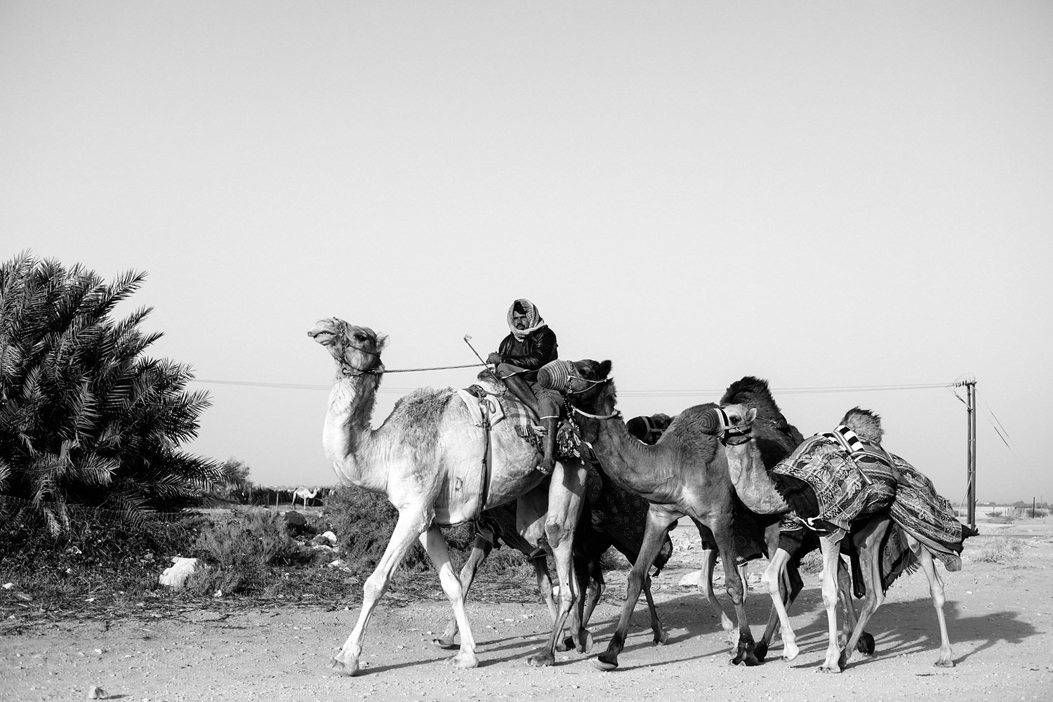 A camel farmer returns to the farm