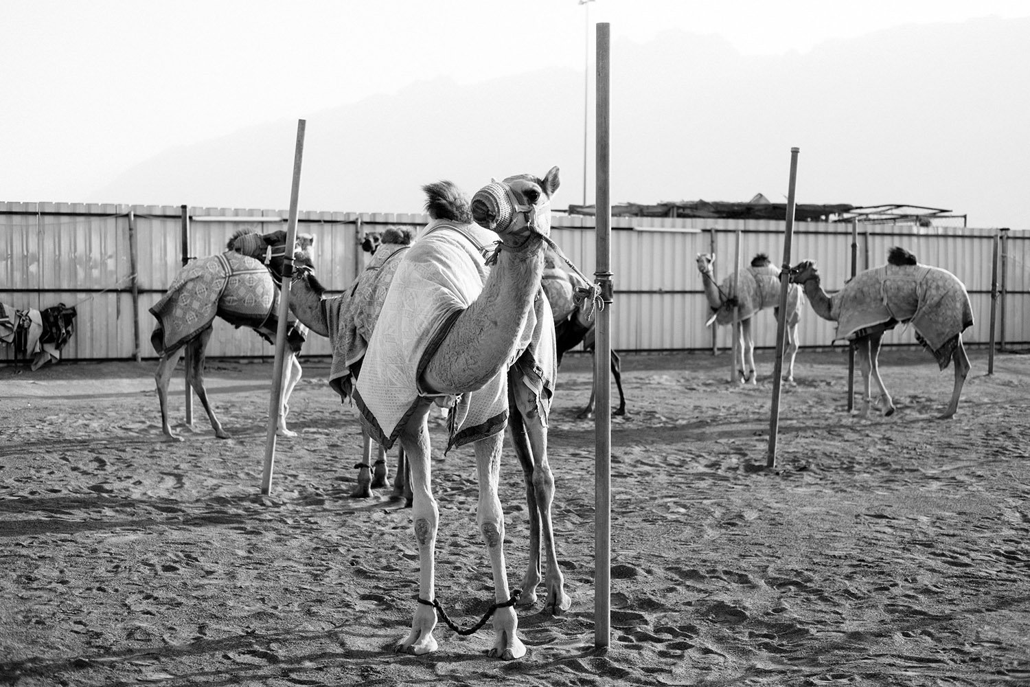 Camel pound