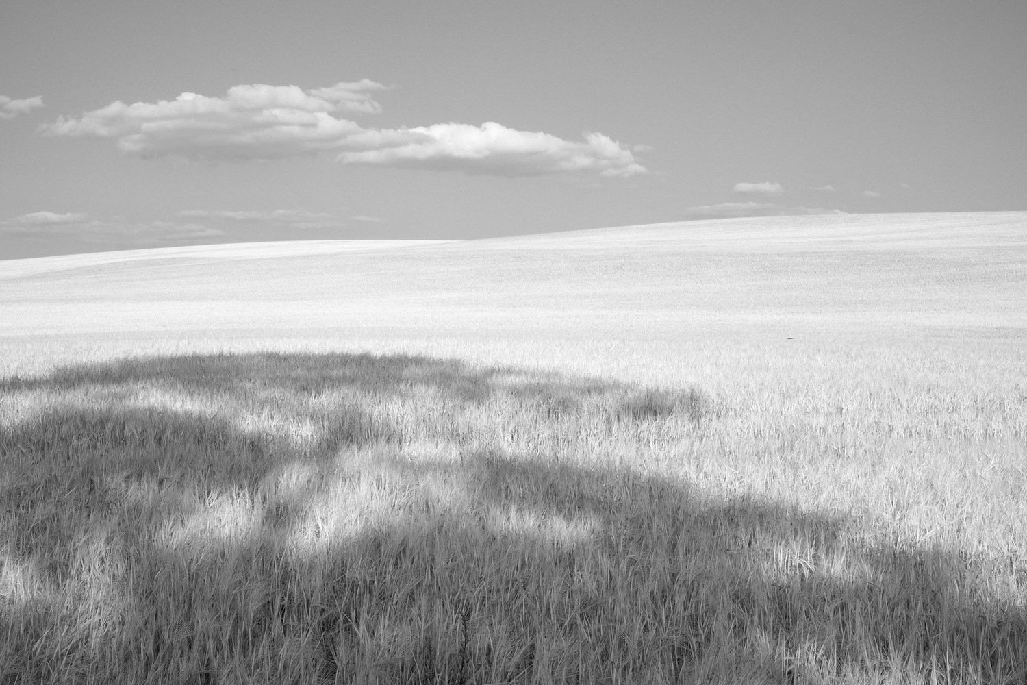 A black and white capture of the wheat fields