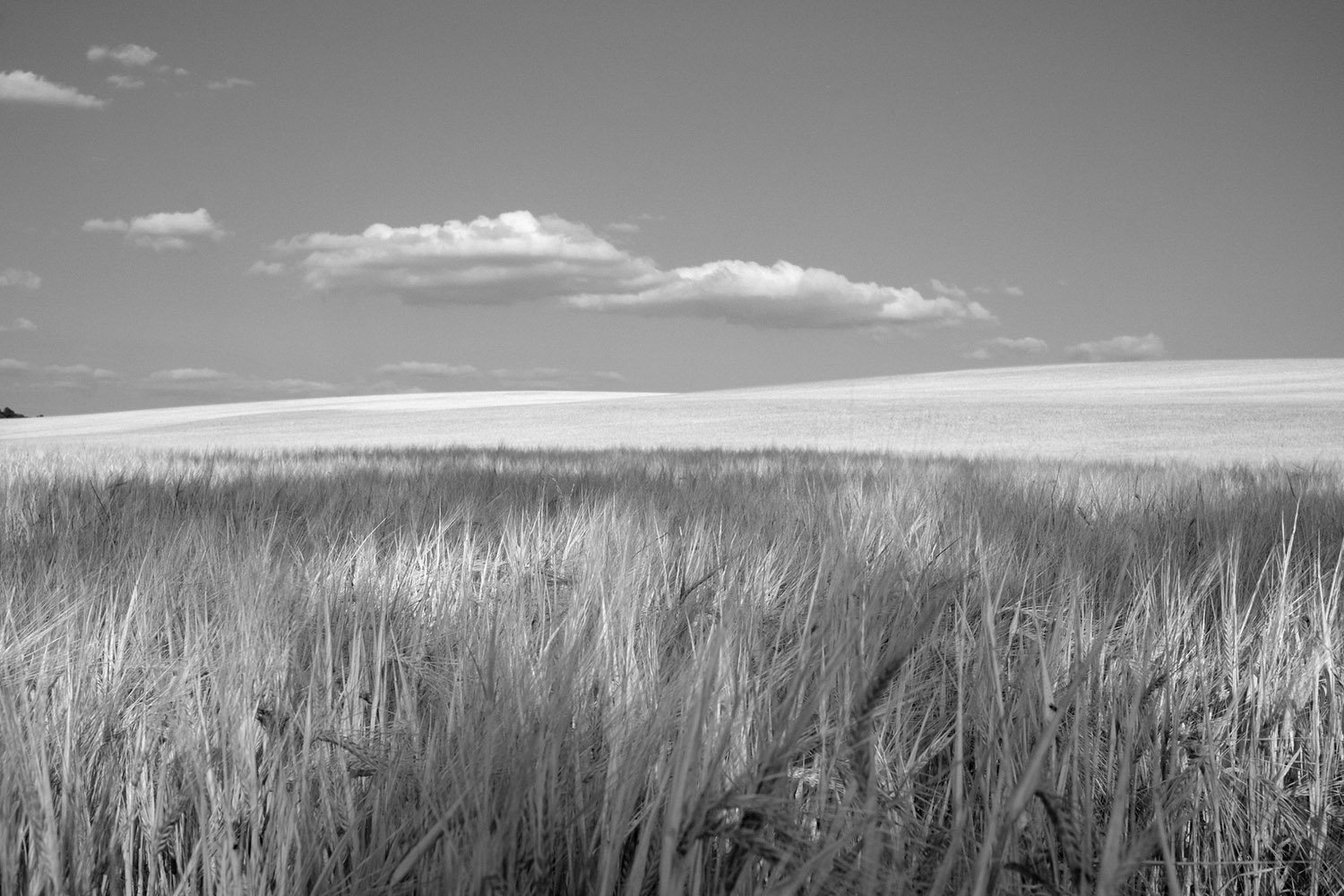 Same wheat field