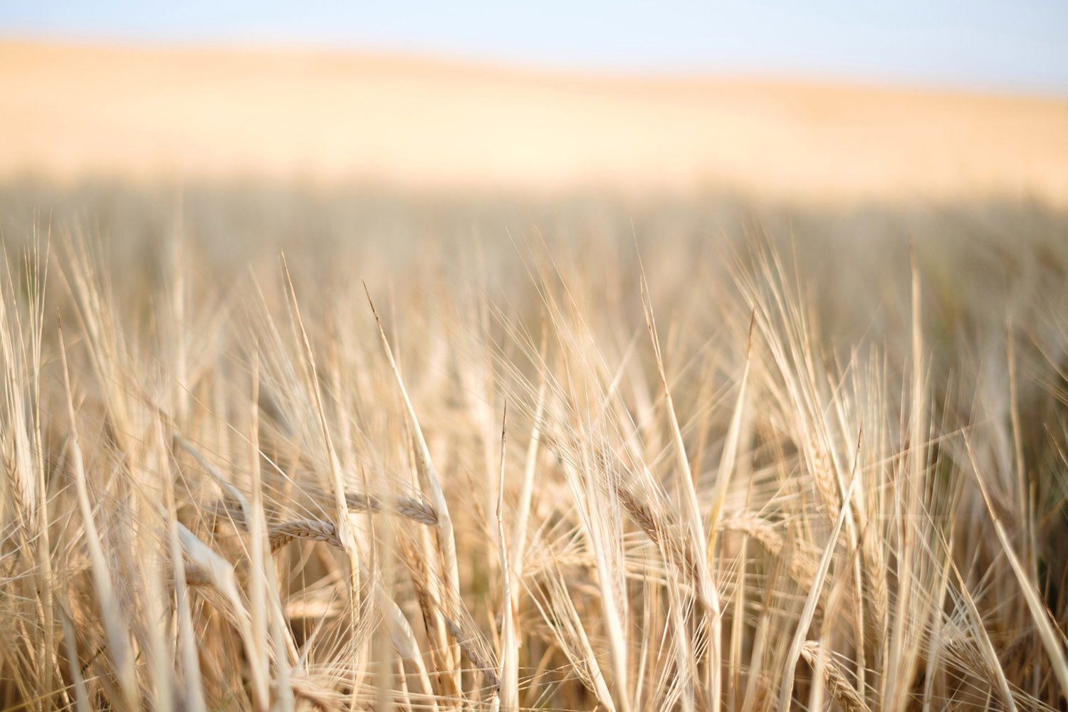 Wheat field in Denmark