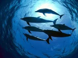 swim with dolphins