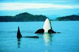 vancouver island bc