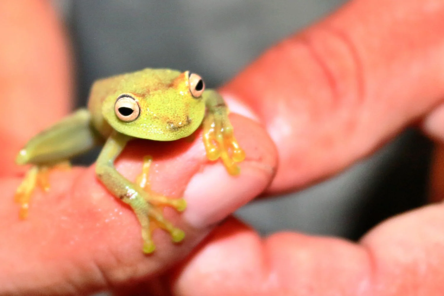 FrogBanner.jpg