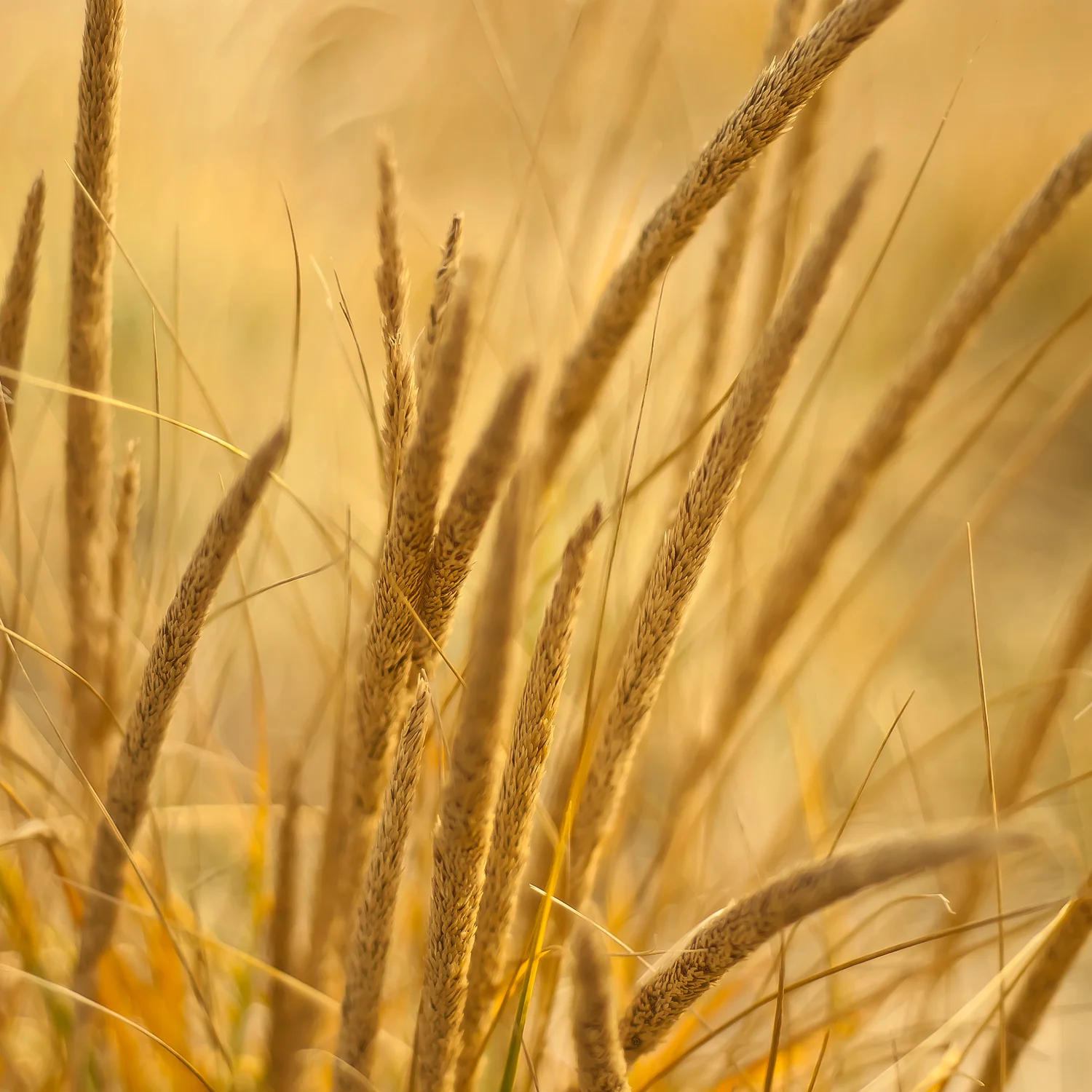 Grass.jpg