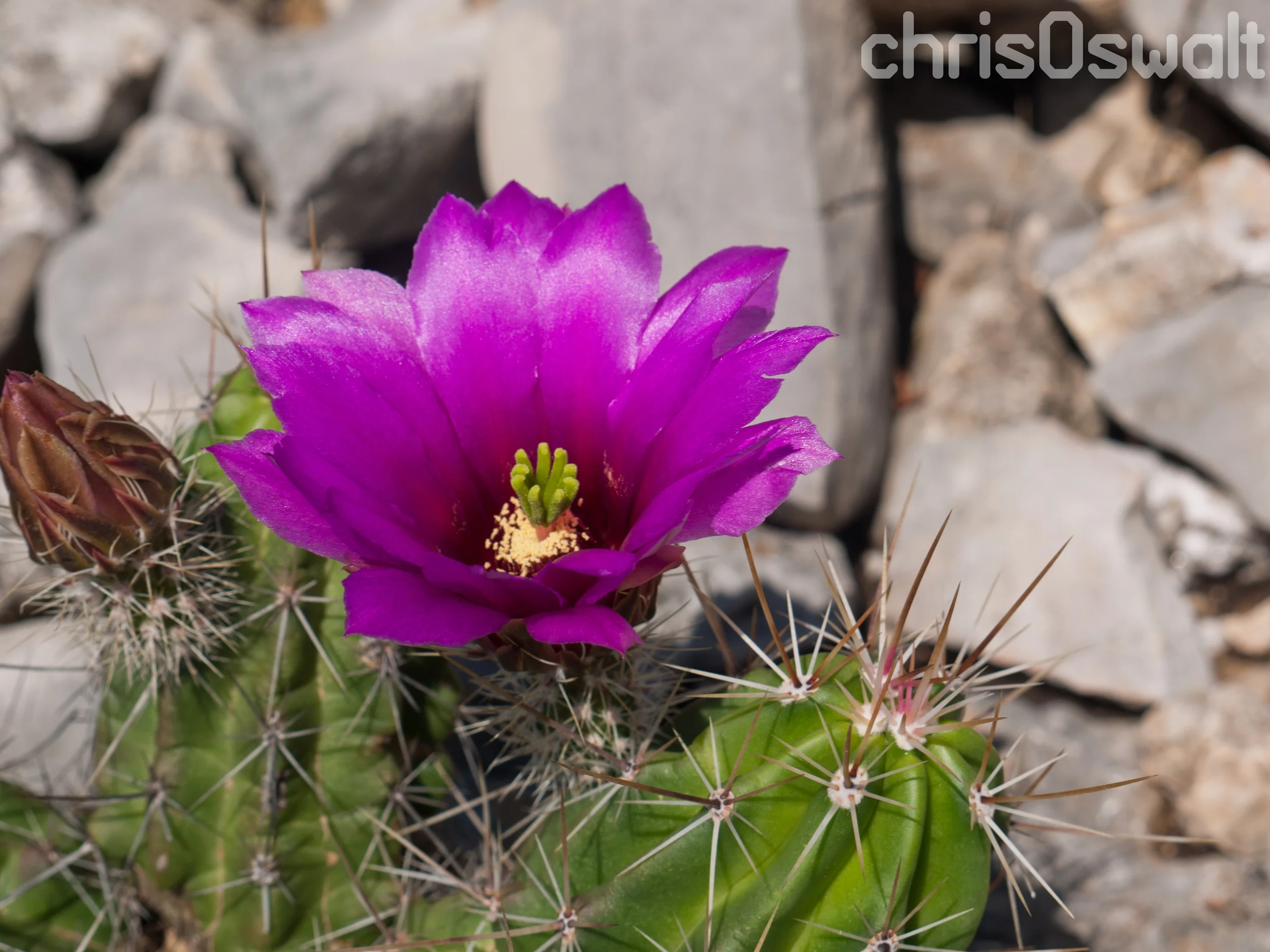 Cactus Flower