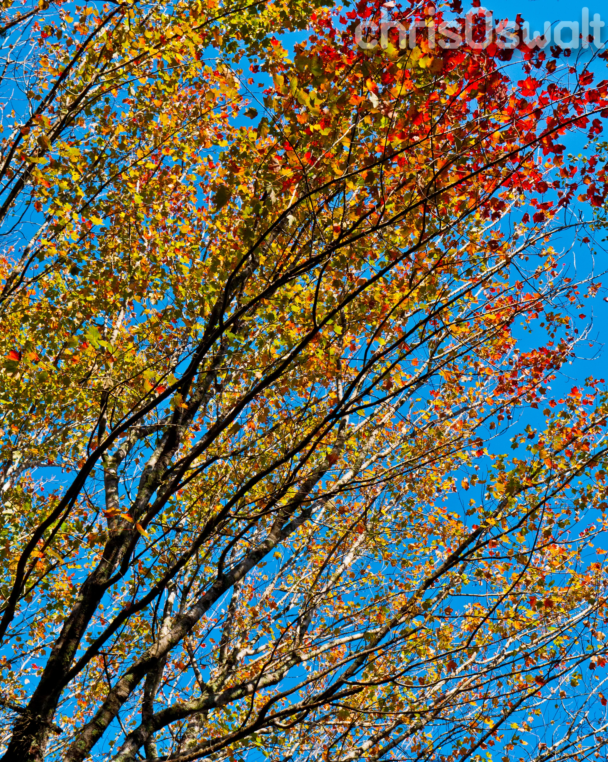 Maine Colors
