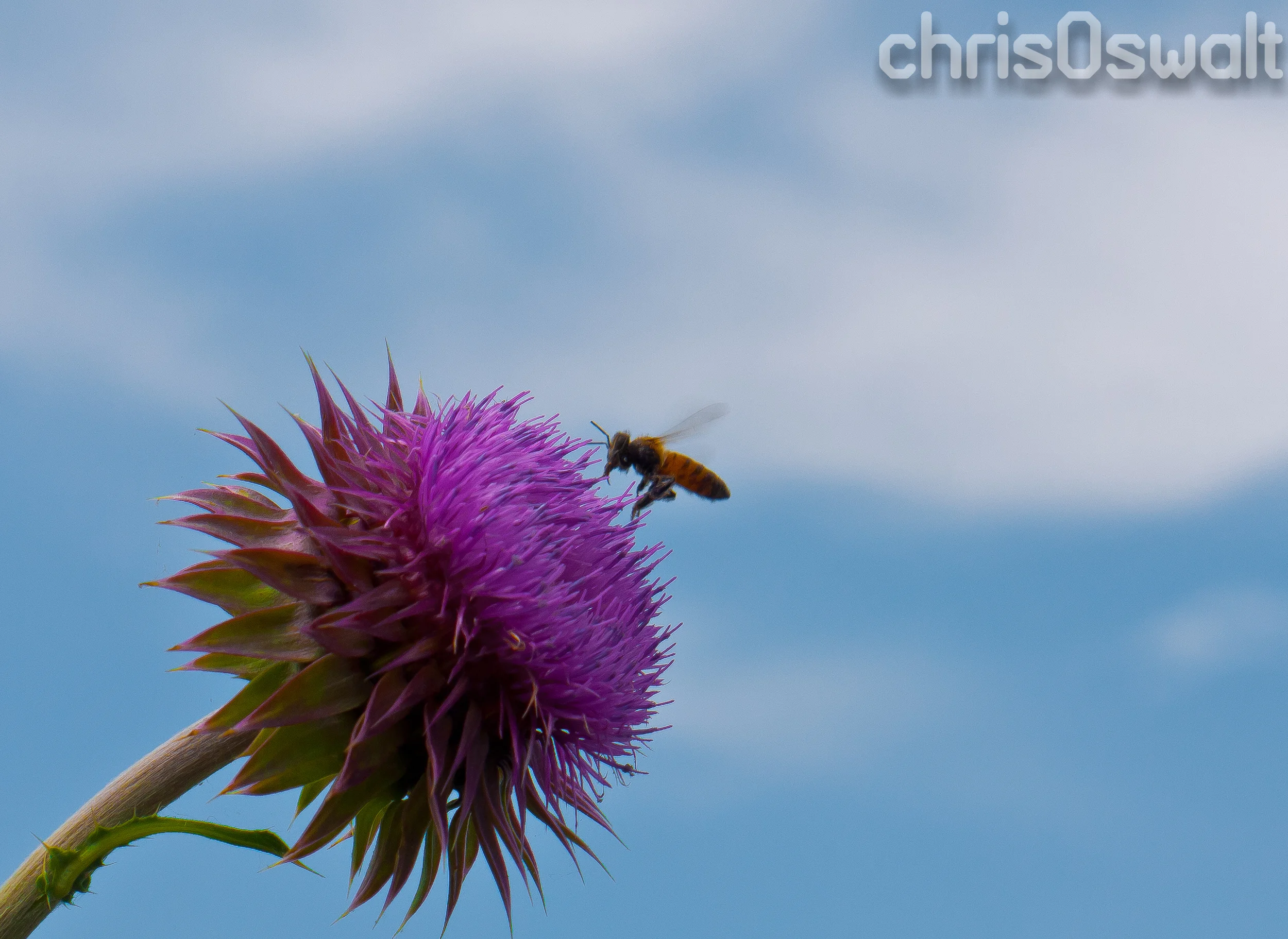 Thistle