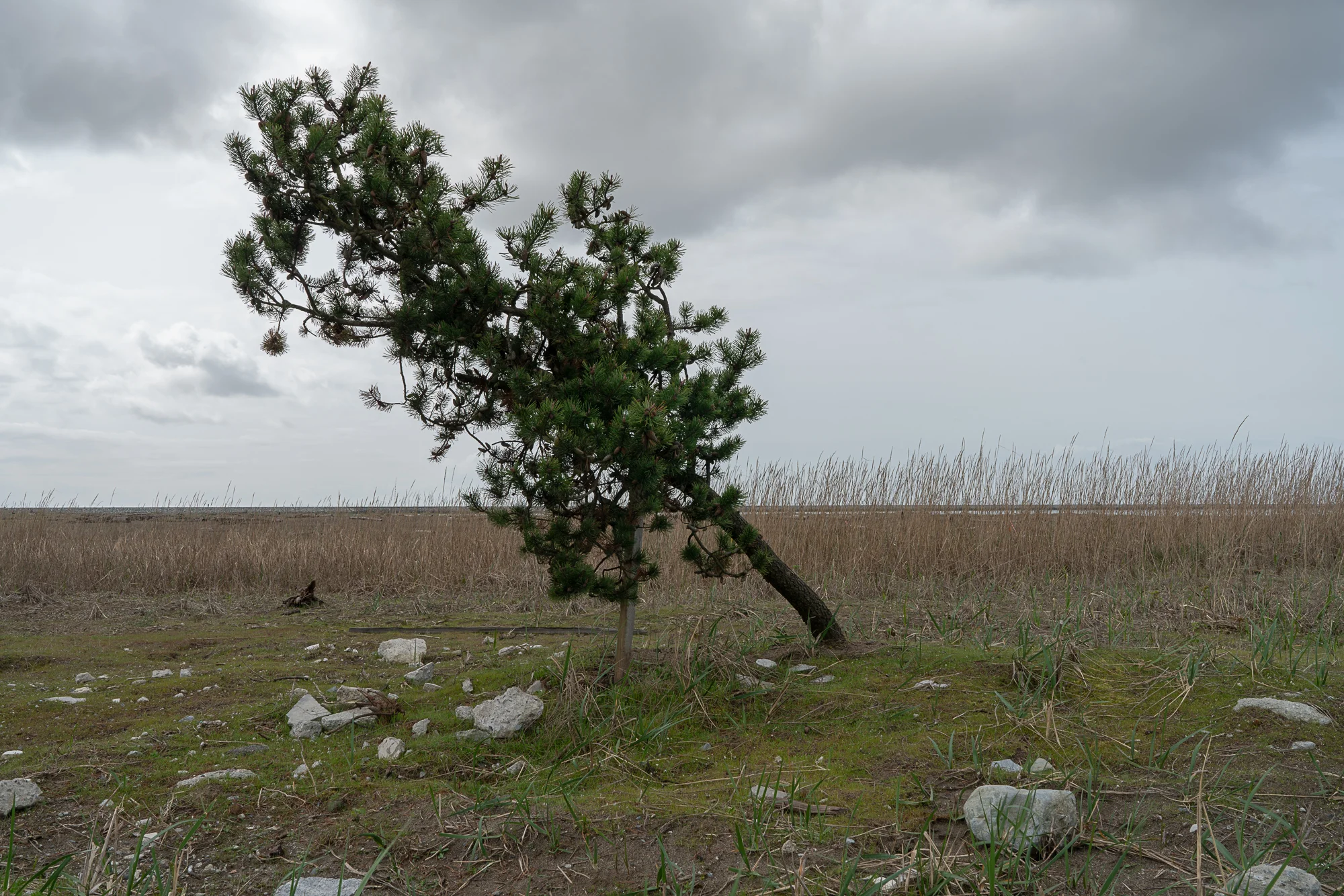 Jim-Roche-photo-Island-9967.jpg