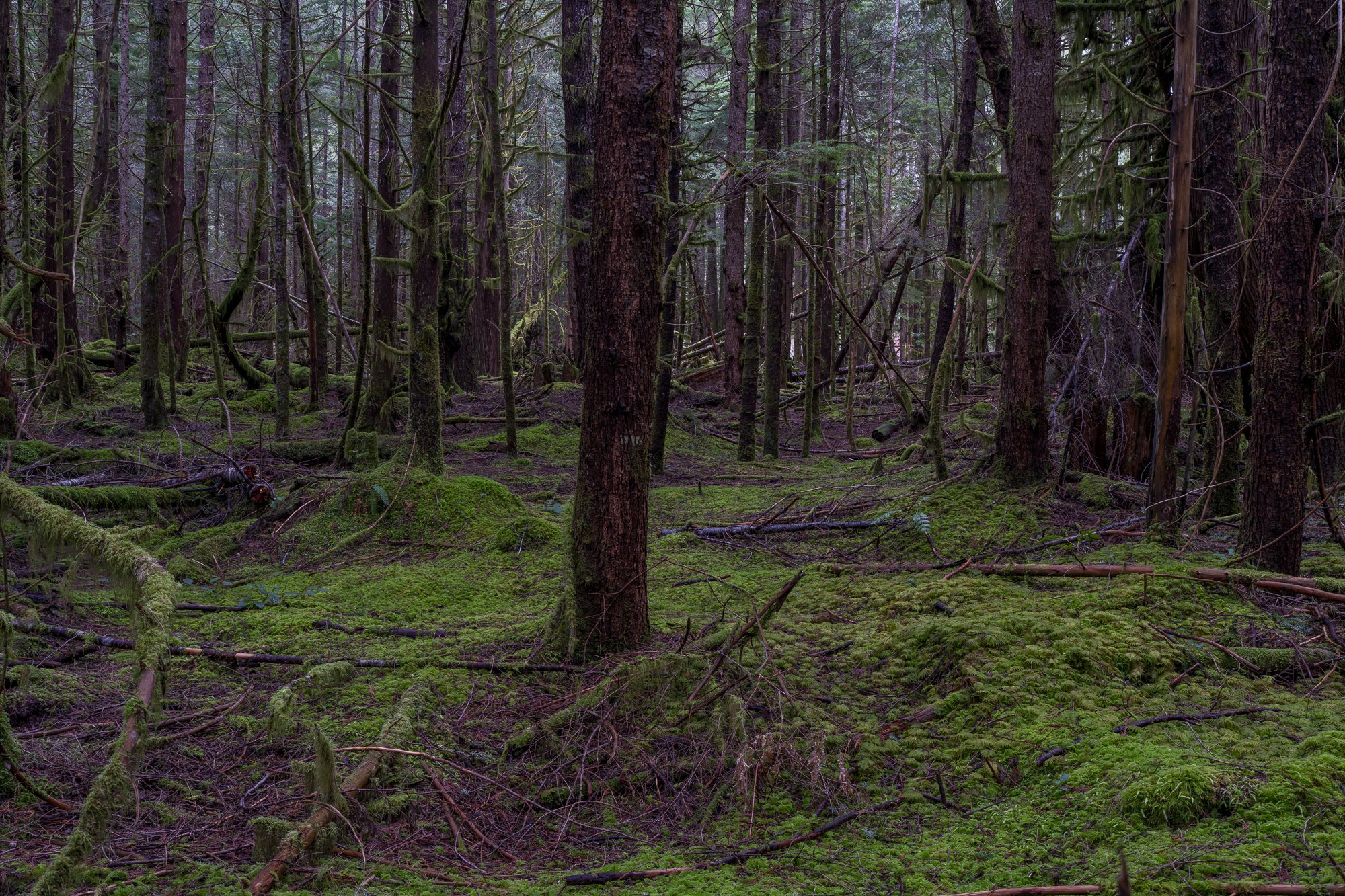 Jim_Roche_2021_--19.jpg