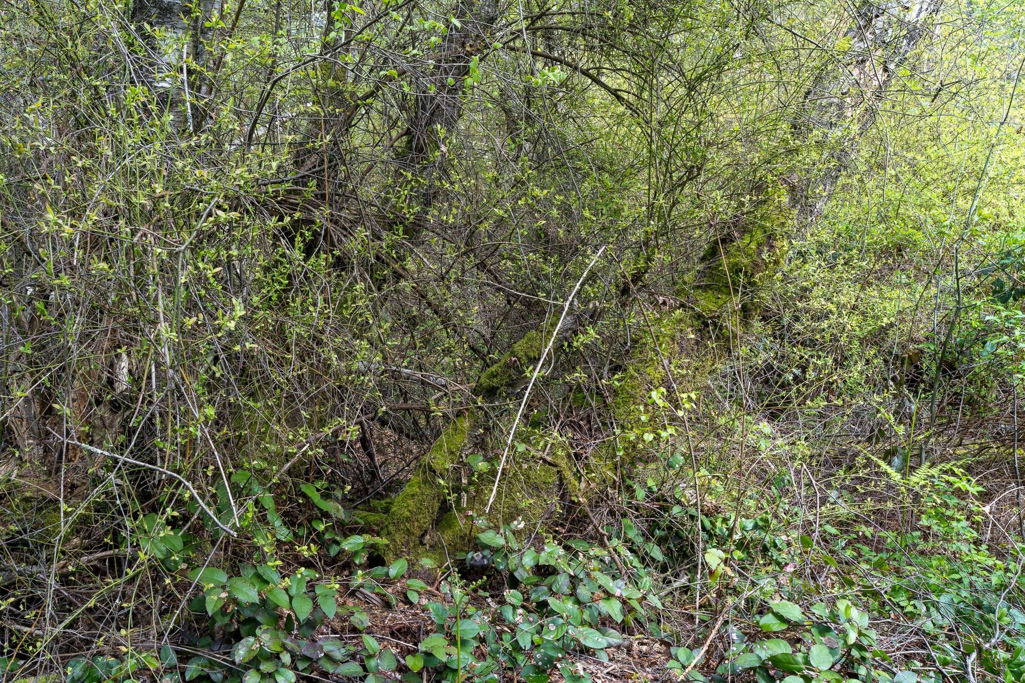 Jim_Roche_2021_--6.jpg