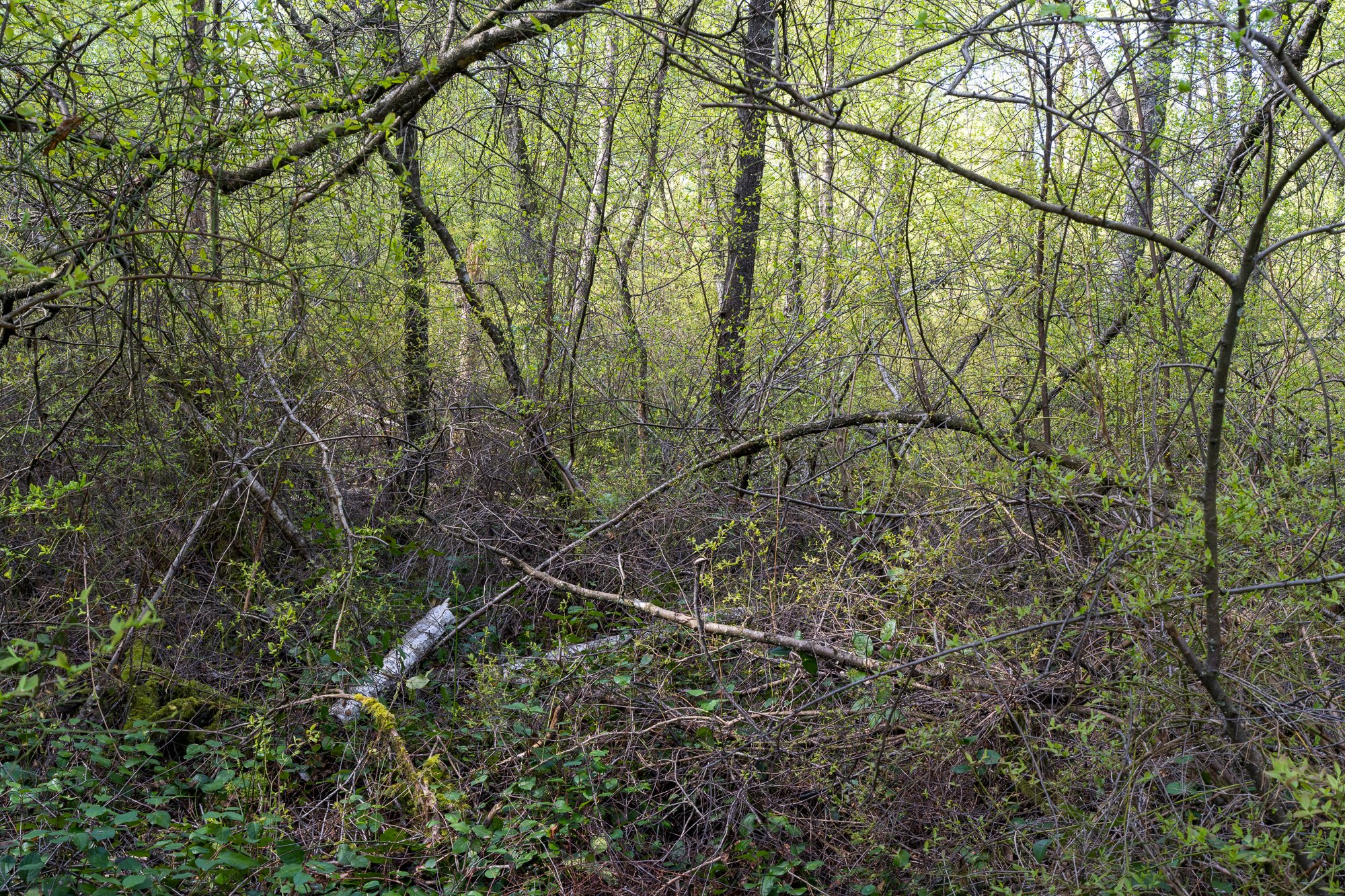 Jim_Roche_2021_--9.jpg