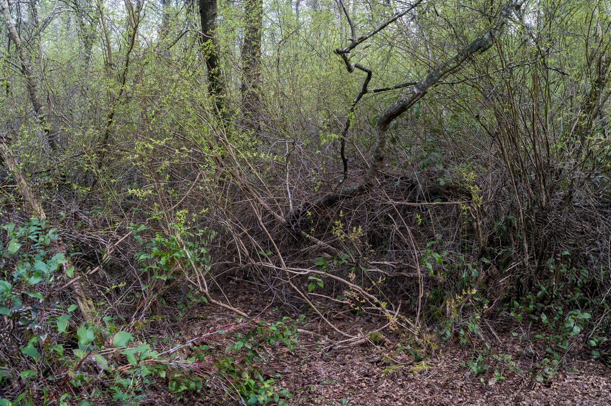 Jim_Roche_2021_--10.jpg
