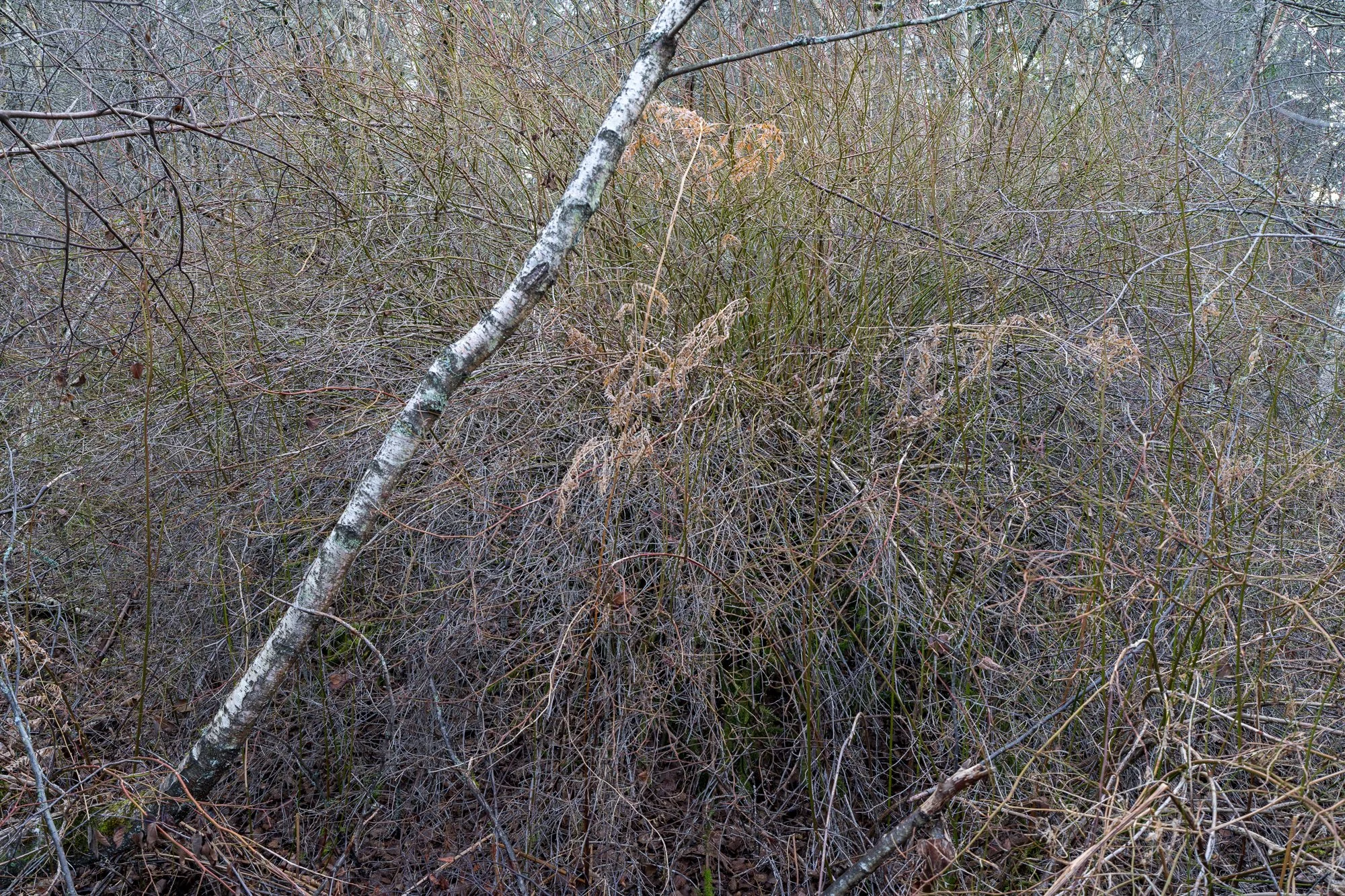 2026-02-28 11-32-58 (B,R8,S4).jpg