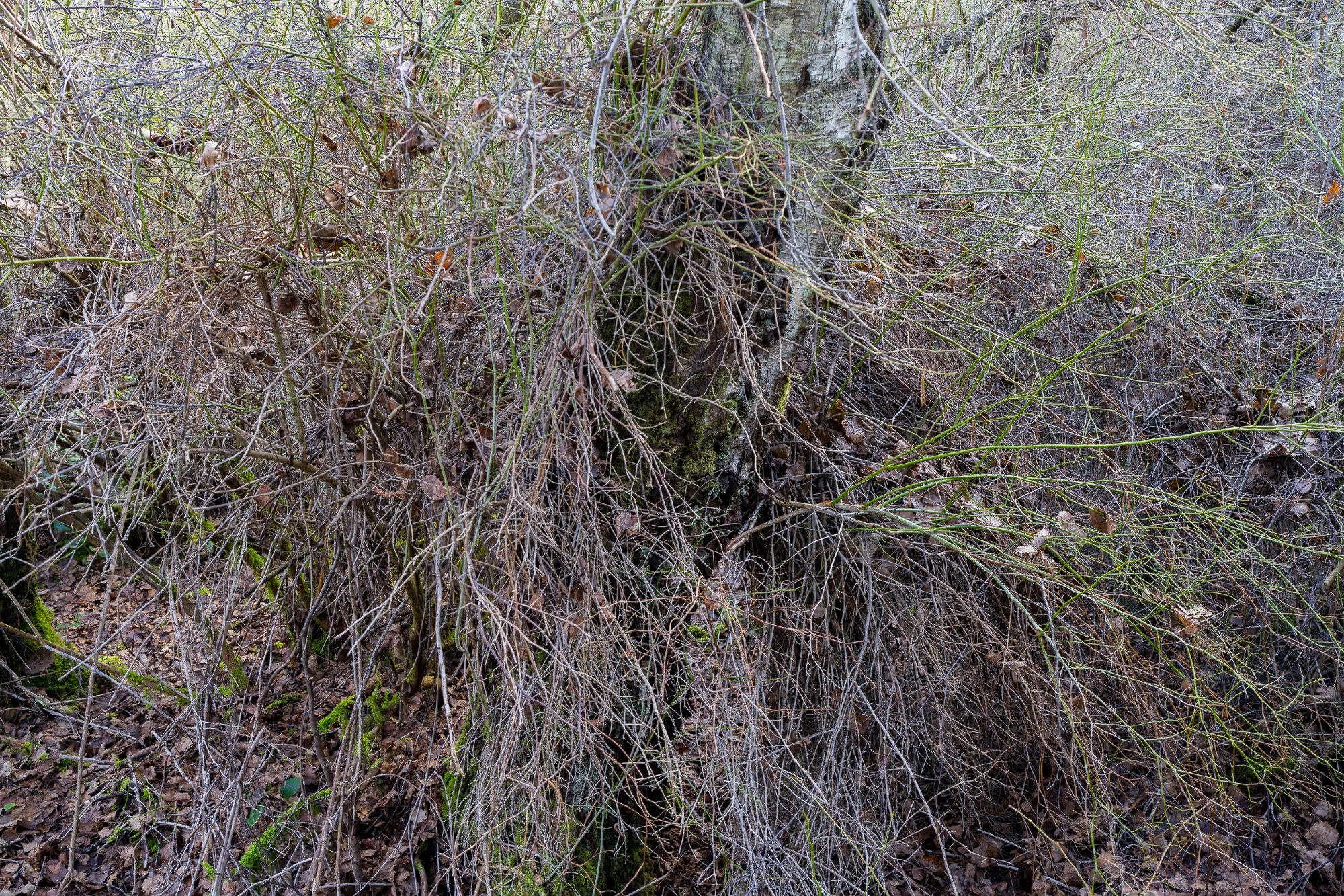 2026-02-28 10-47-25 (B,R8,S4).jpg