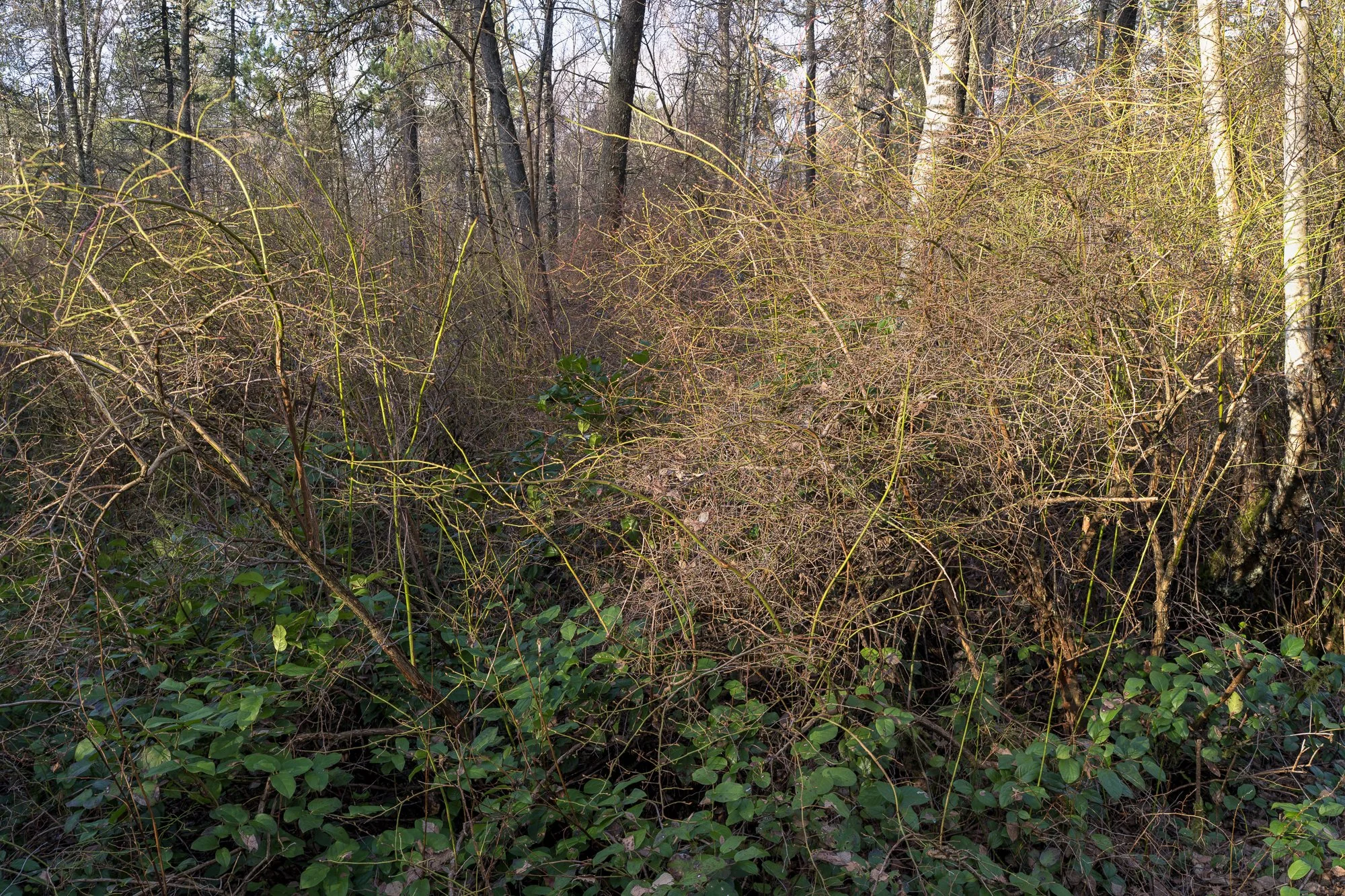 2026-02-28 10-36-15 (B,R8,S4).jpg