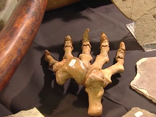 FOSSIL EXPO