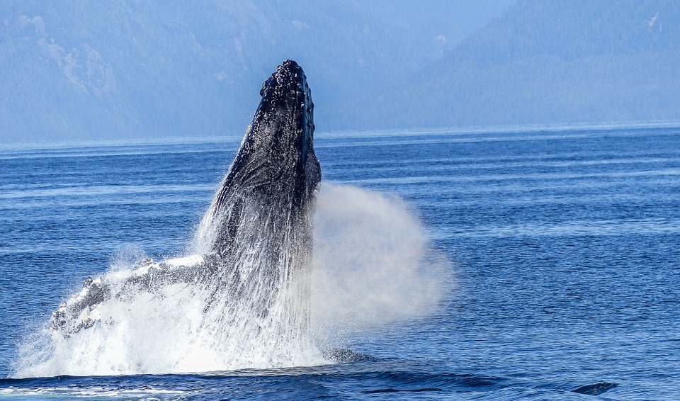 humpback-whale-431904_960_720.jpg