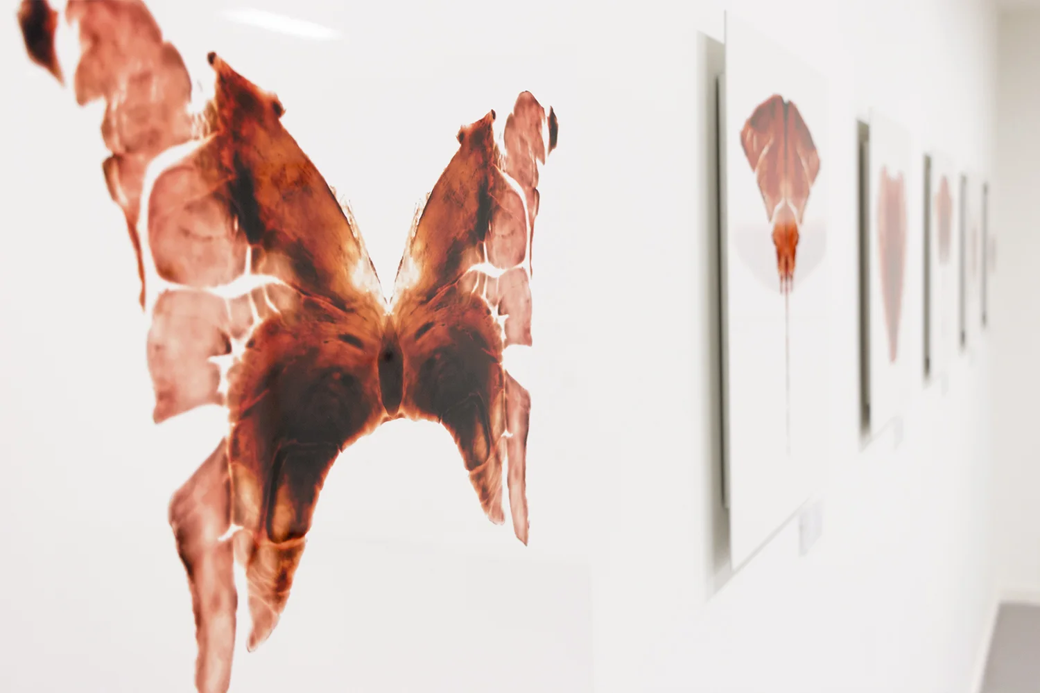 Saatchi Gallery, London The Aligera Series 1. Lambs Heart tissue compositions. Limited edition C-Type prints. 