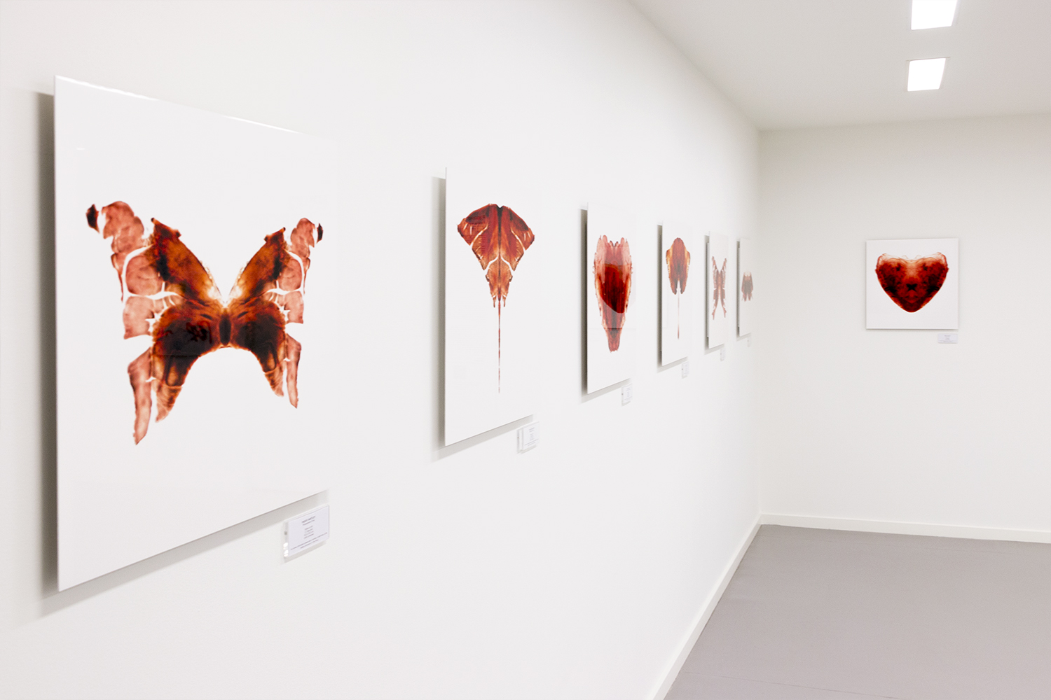 Saatchi Gallery, London  The Aligera Series 1.&nbsp;Lambs Heart tissue compositions. Limited edition C-Type prints.&nbsp; 