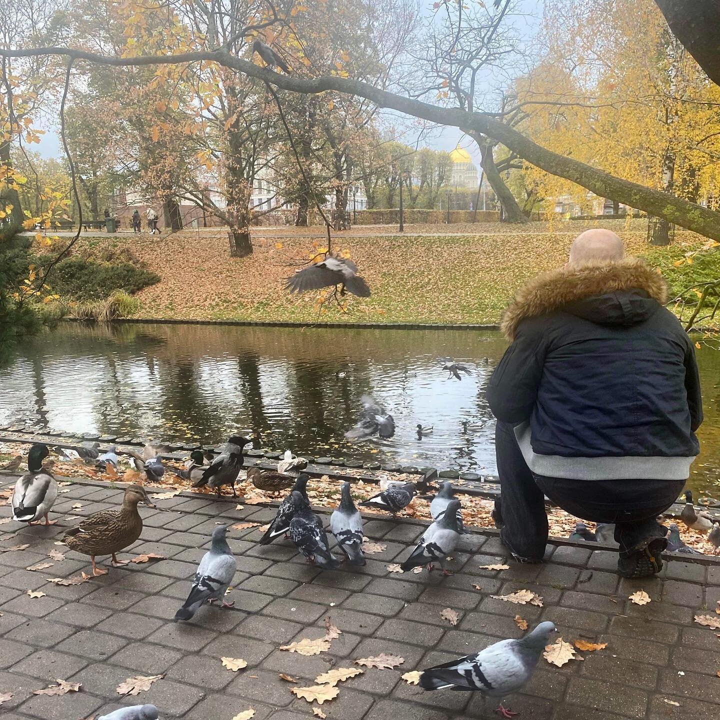 Around 3% of the birds that subsequently arrived for a birthday bird feed in the park in Riga. I do love a dickie bird&hellip;.or 500 ❤️

#riga #feedthebirds