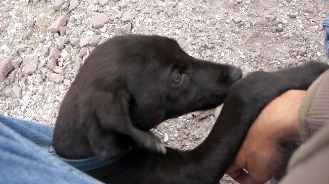 Little puppy Choo from Bahia says hi.