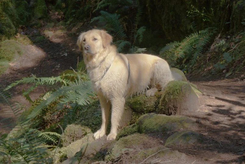 Gentle guardian of the path, protector of bunnies, filmed in Technicolor on the set of Robin Hood, starring Olivia de Havilland and Errol Flynn.