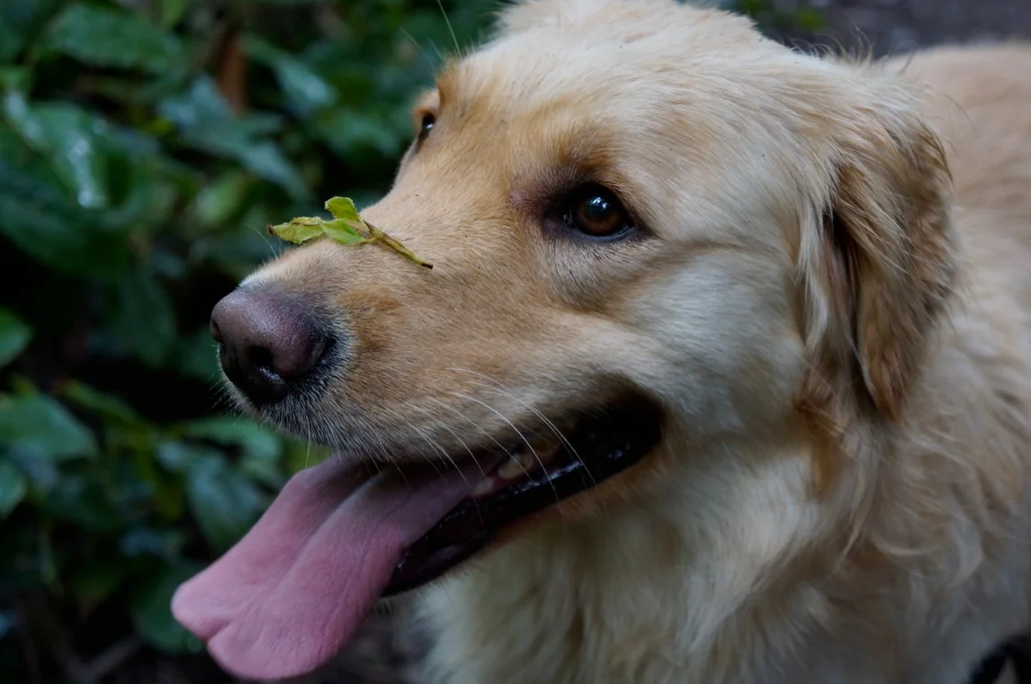 Rooki's balancing act. Wouldn't you think you would see something like that? When she came out of the bush with leaf on her snout, it stayed there for the next ten minutes.