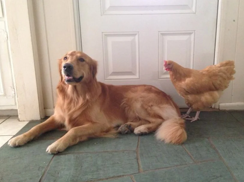 Colbie Bear the Golden with his pet chicken Rooki.