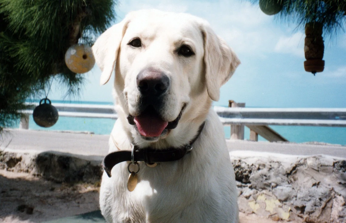 Orville Beker, AKA Bearface Senior, Granduncle to Roo Beker, AKA Bearface, Junior