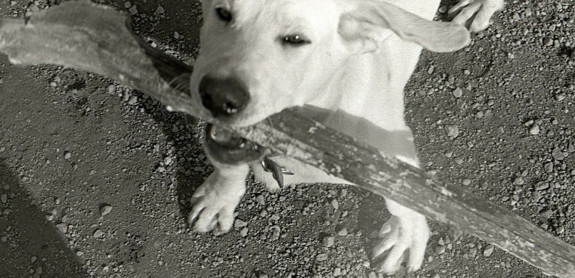 From the time he was a little puppy, Orville loved sticks, the bigger and heavier the better.