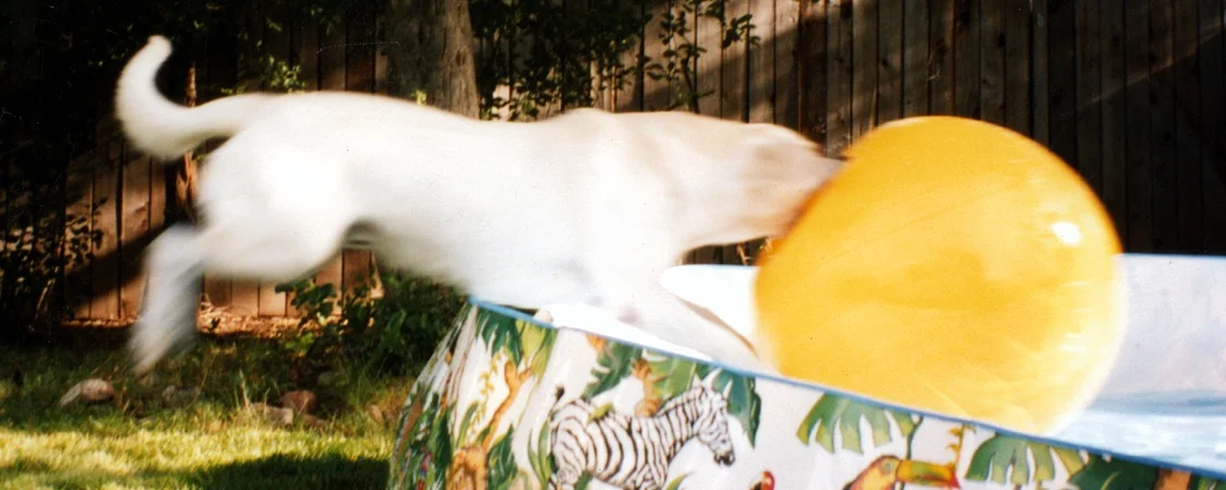 A short-lived hobby was letting Orville play with big exercise balls. Once he learned that he could pop them with his claws, it got too expensive. He enjoyed it while it lasted.