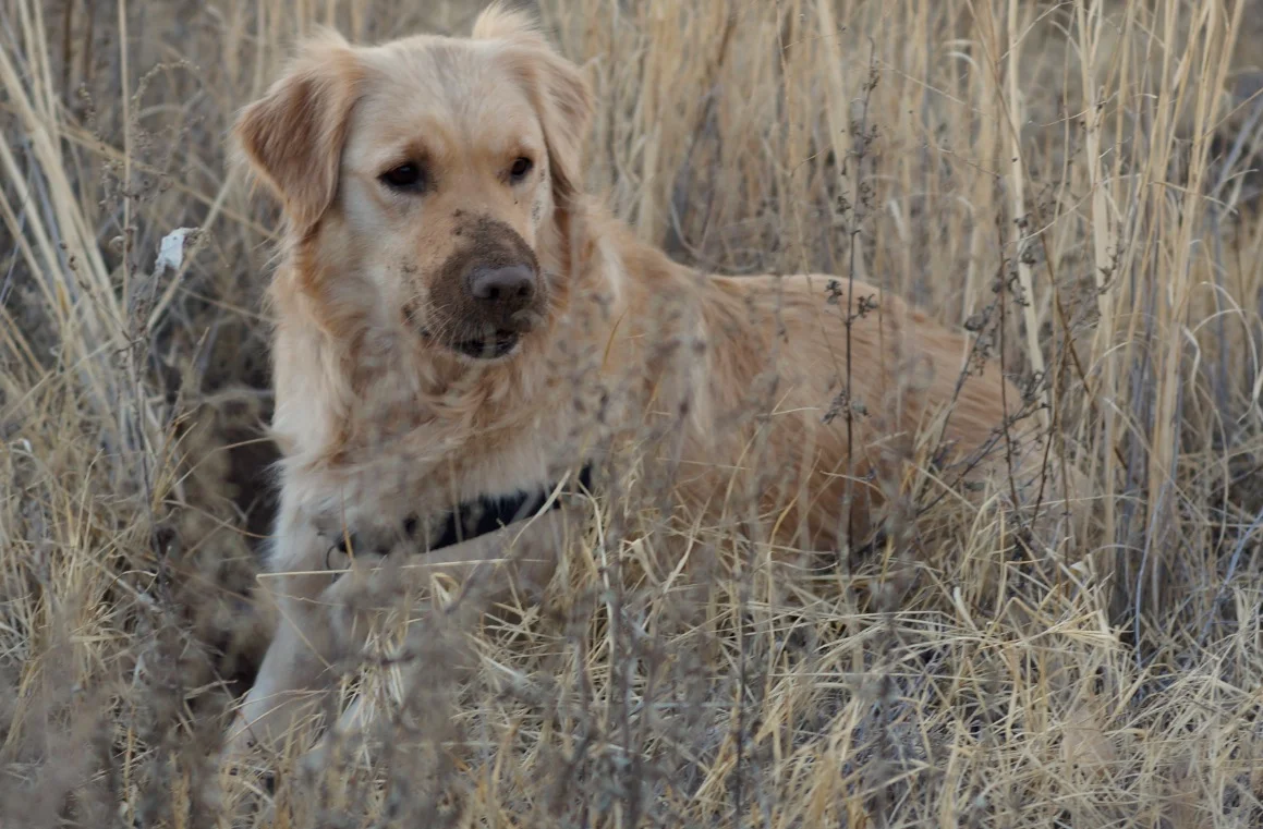 Roo doing her Elsa from Born Free imitation in the tall grass.