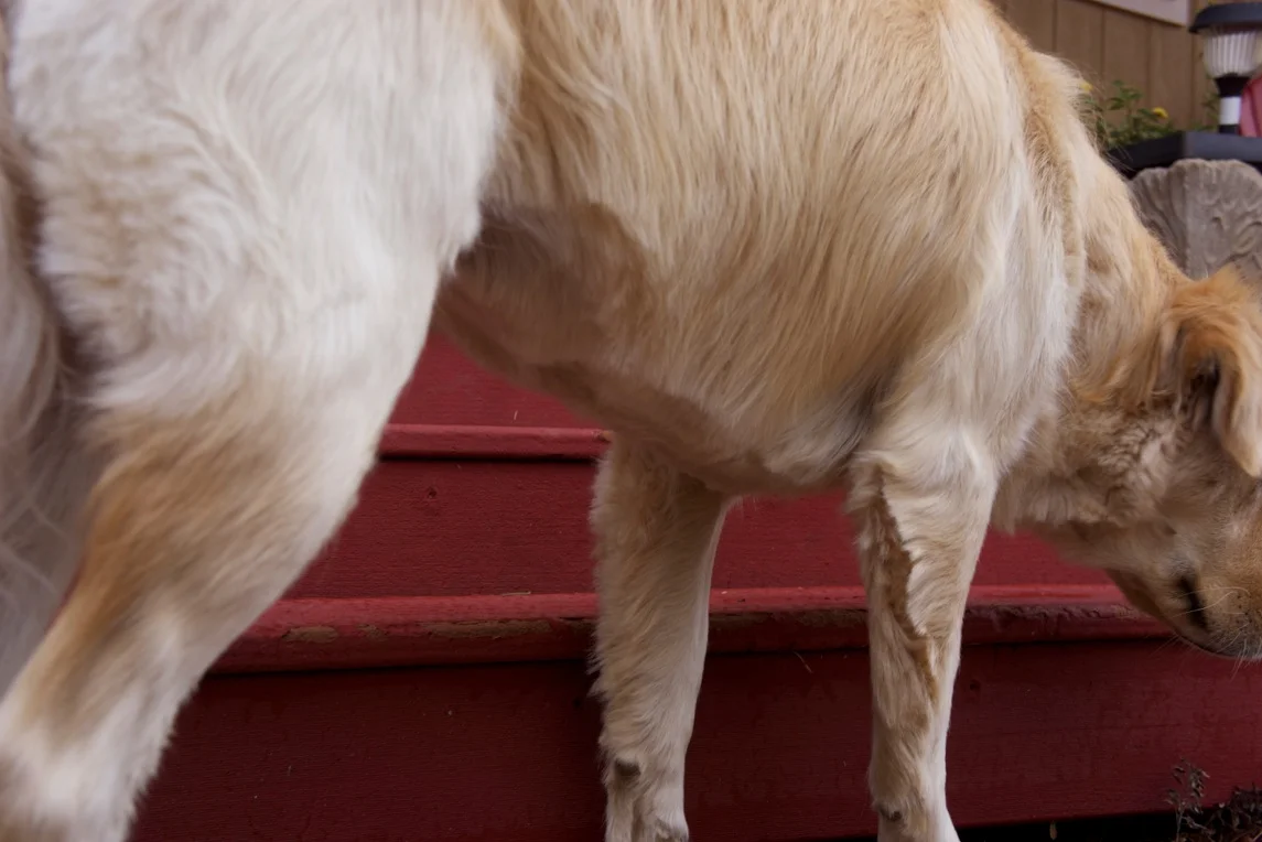 Roo' s guardian angel kept the perpetrators from touching the fur on her back. Everything they did touch is a mess.