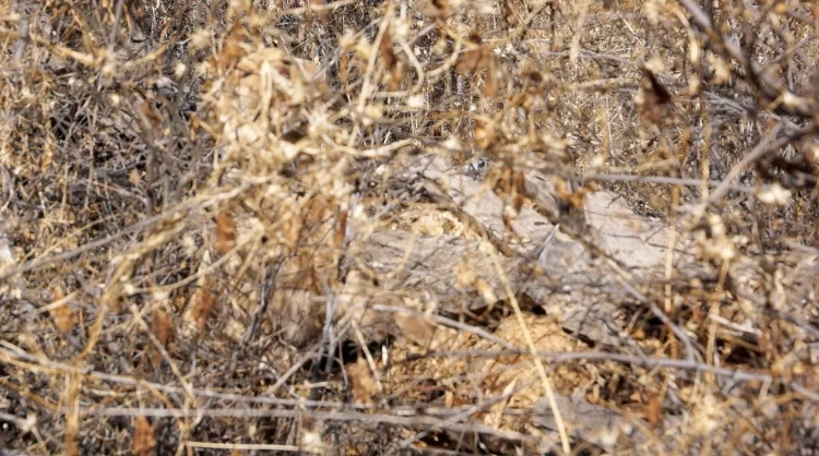 The picture is blurry, but you can see Roo breaking out of the tree