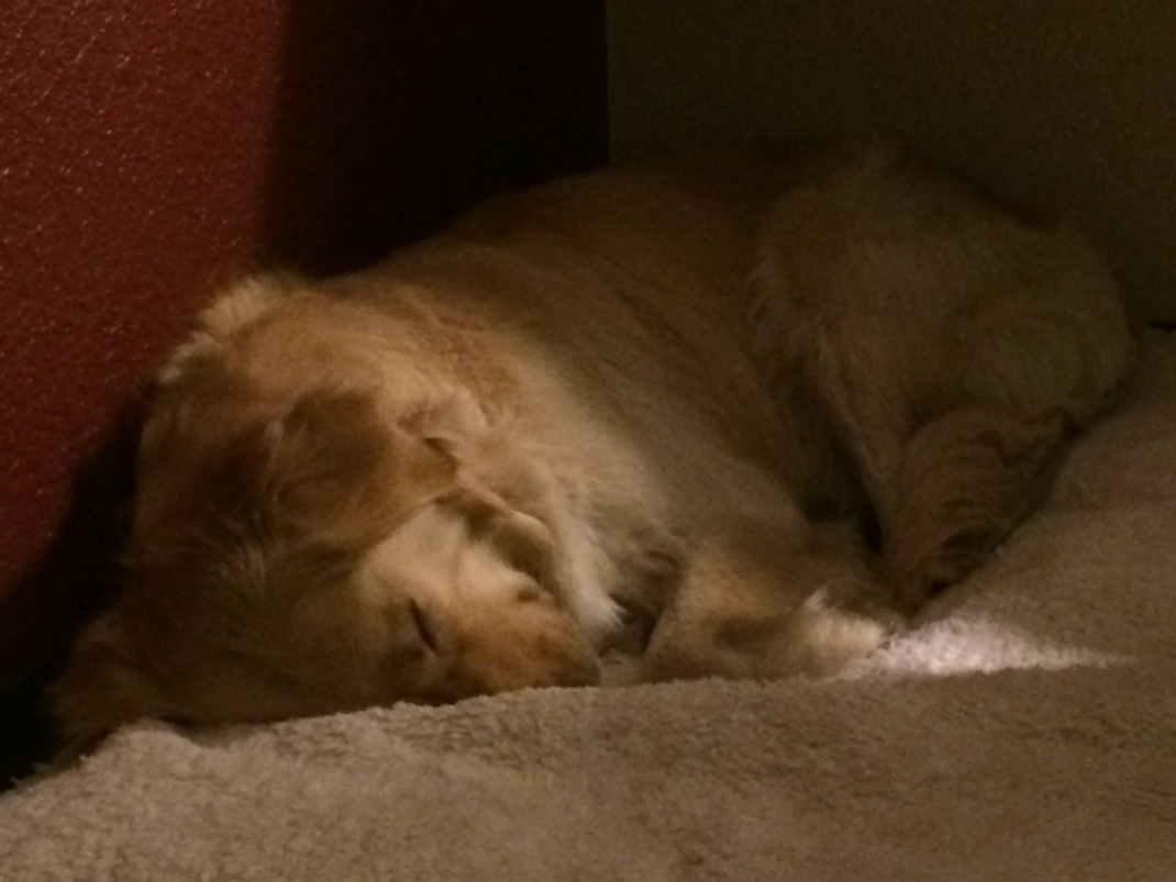 Rooki Kahooki Beker in a rare moment of repose after her record-setting double-transcontinental swimming spree.