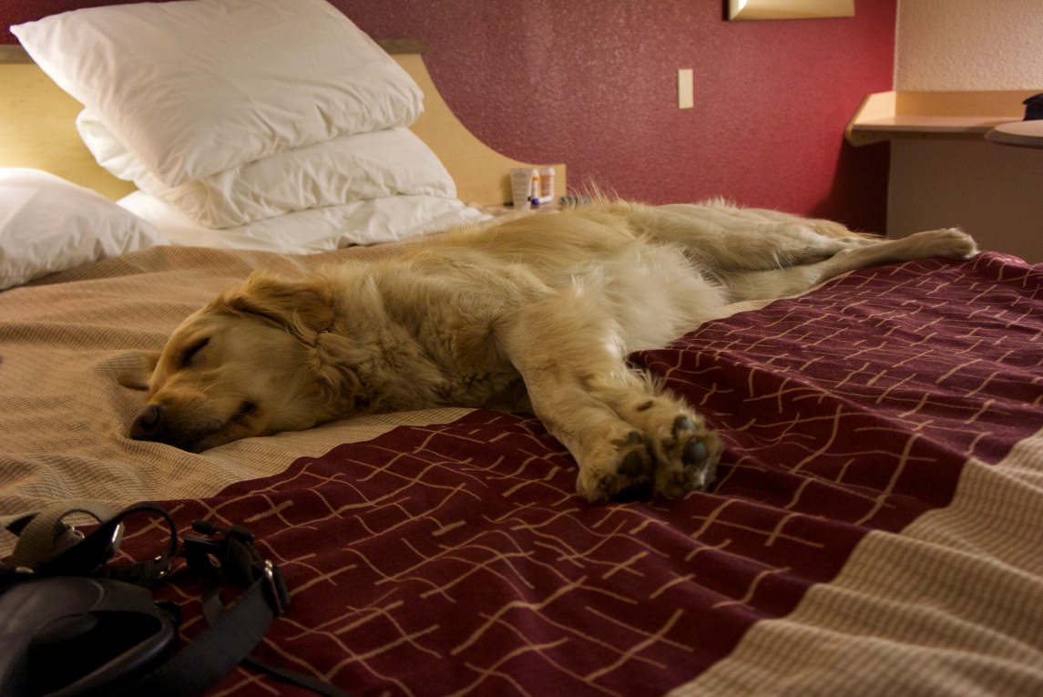 Rooki Kahooki caught napping following exhausting negotiations with the board of directors of Red Roo Inn.