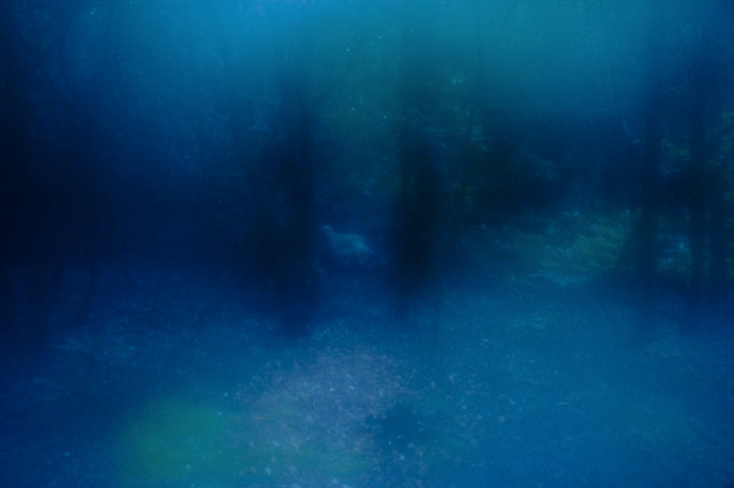 Our camera went on the blink for a little while and produced this image of the ethereal World Bear.