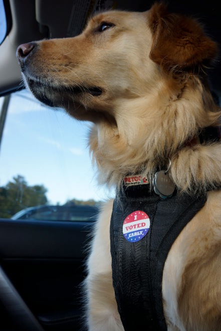 The only known instance of the voter fraud being remedied with new ID laws.