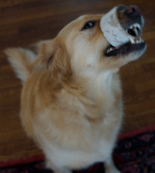 Something's wrong with the damn camera, which has taken to shooting out of focus most of the time.