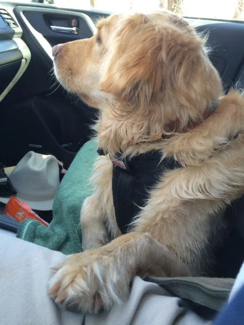 Even though it can't be that comfortable, Roo always keeps a paw on my leg when we drive. I don't know if it's because of how much driving we did, or what, but the Kahoo always keeps a paw propped up on me like this.
