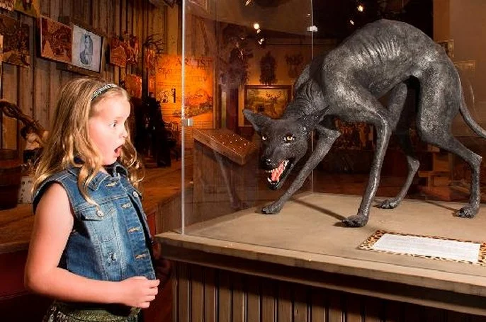 Another rare chupacabra, in the care of scientists who happen to own a Texas bar.