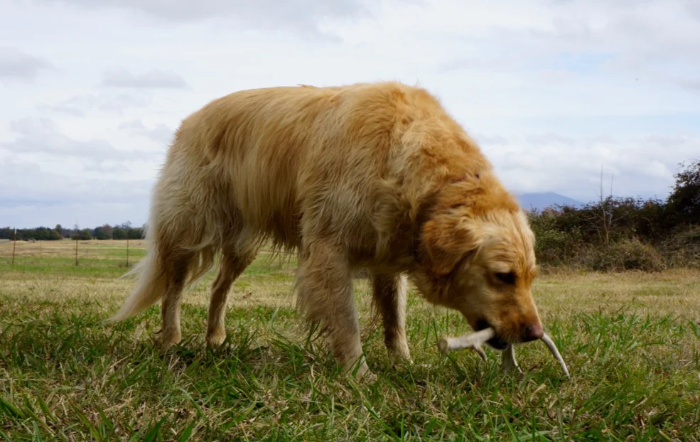 Step 1: Finding the antler...