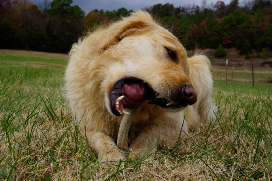 Step Three: Thanksgiving feast, Retriever style.