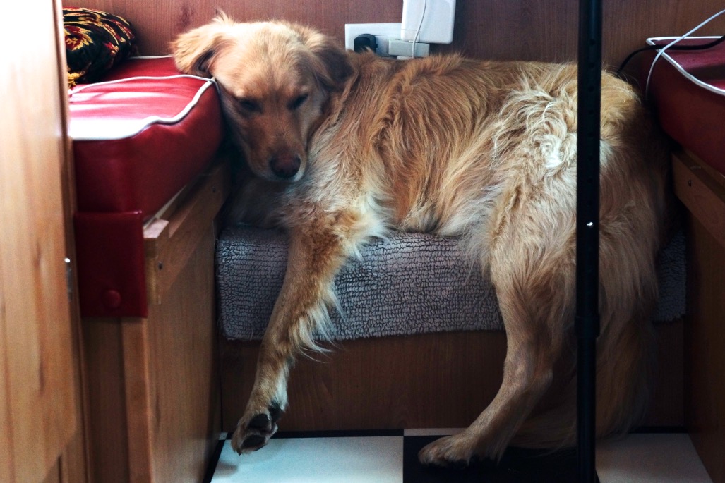 This hideout is perfect for a Pomeranian. I'm not even sure what she was hiding from, and she seemed to have forgotten pretty soon, too.