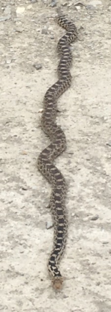 This alarming-looking but harmless snake was particularly well-mannered, as every creature, human or otherwise, I ever met in Utah was. I nonetheless still recommend not inviting one into your sleeping bag unless you have exhausted every alternative to get rid of mouses.