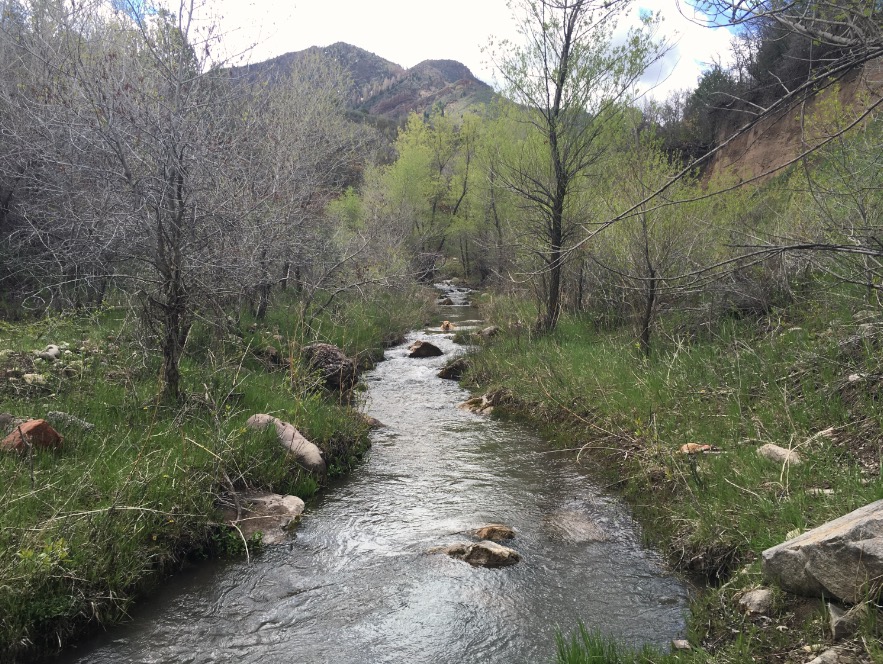 This is the way any retriever worth her salt navigates treacherous waterways. As you can clearly see, Roo was flailing wildly in the torrent as she came under a brutal pirhaña attack. 