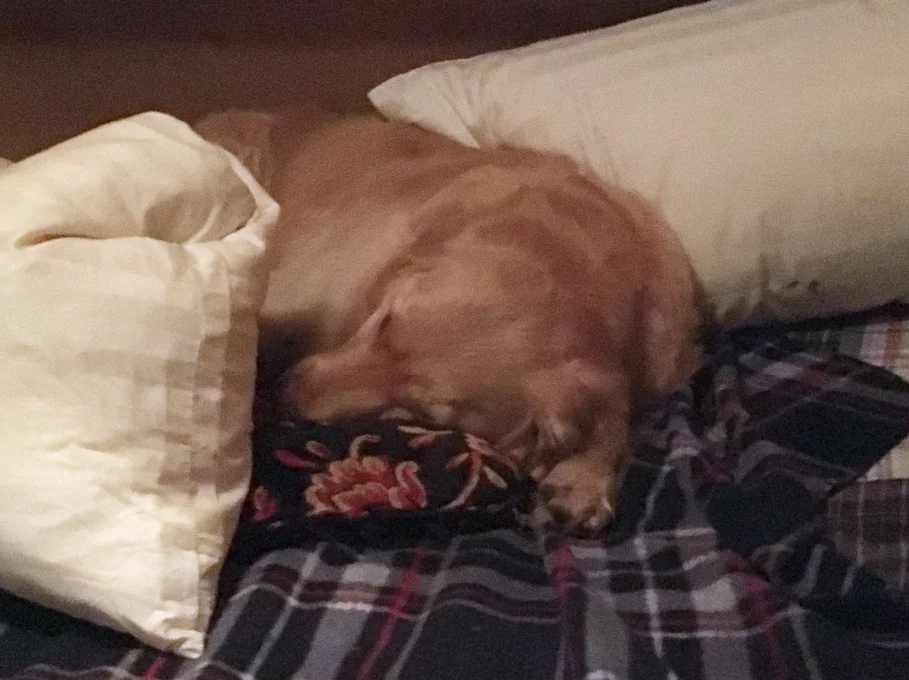 One of Bearface, Jr.'s attempts at getting comfortable wen she wasn't feeling well.